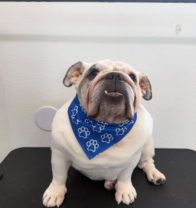 Pet grooming client transformation